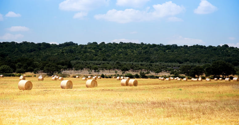 dintorni gioia del colle